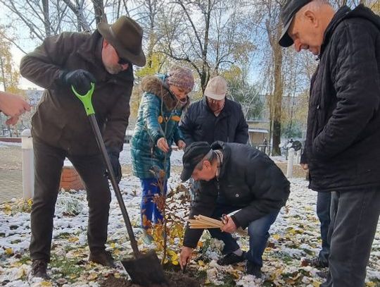 Seniorzy z leśnikami posadzili drzewa