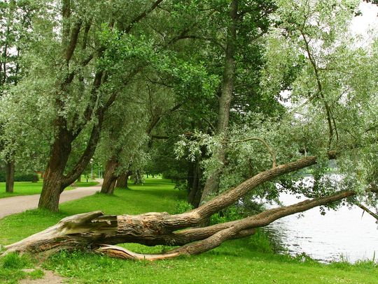 Silna wichura - duże zniszczenia w powiecie oleśnickim