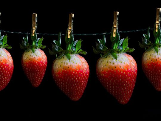 Strawberry Fields Forever, czyli Święto Truskawy