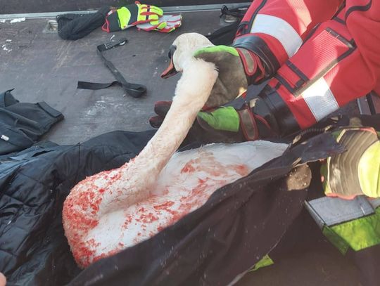 Dramatyczna akcja w Bierutowie: Bohaterscy strażacy ruszają na lód, by uratować łabędzia