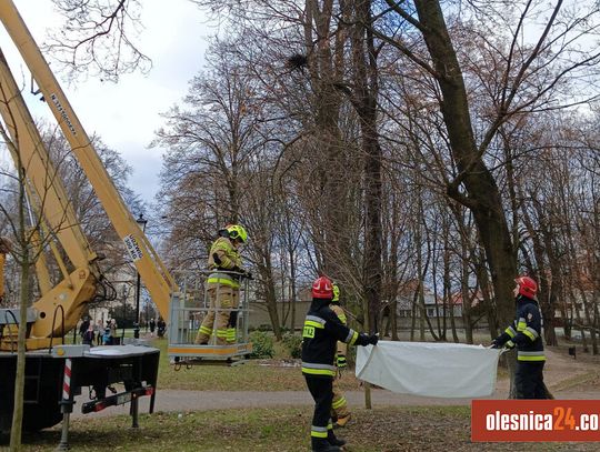 Strażacy z OSP uratowali kota
