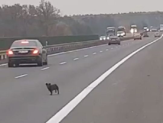 Suczka biegała po obwodnicy Oleśnicy