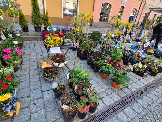 Trwa Oleśnicki Festiwal Kwiatów