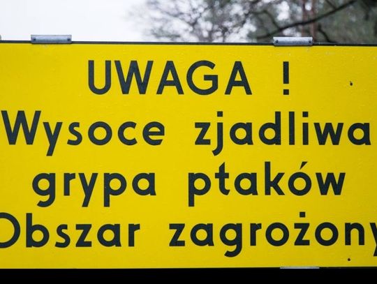 Trzy miejscowości w powiecie oleśnickim zagrożone wystąpieniem wysoce zjadliwej grypy ptaków 