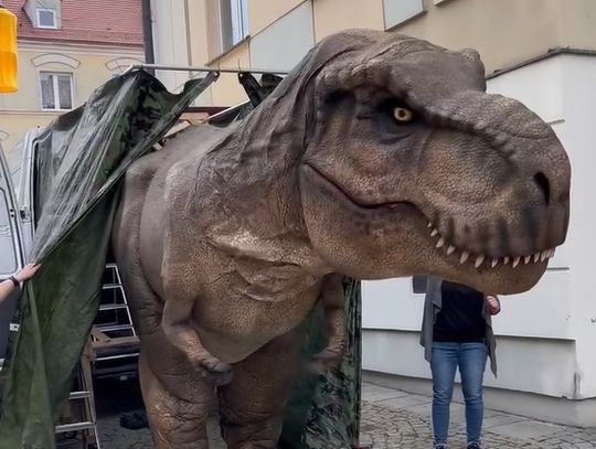 Tyranozaur Rex zawita na oleśnicki Rynek (WIDEO)