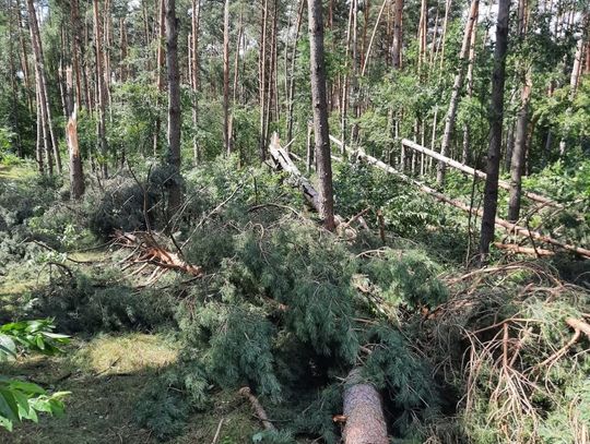 Ucierpiały dwa leśnictwa w powiecie oleśnickim