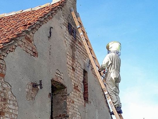 Usunęli gniazdo szerszeni