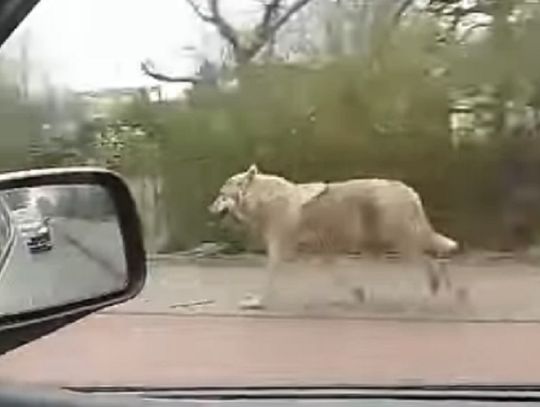 UWAGA! Wilk na ulicach Oleśnicy! (WIDEO)