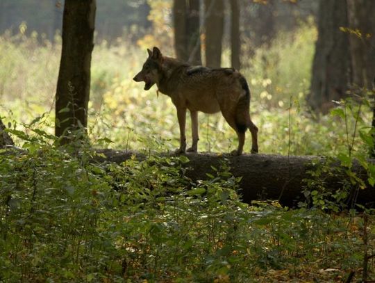 Uwaga, wilki w powiecie oleśnickim!