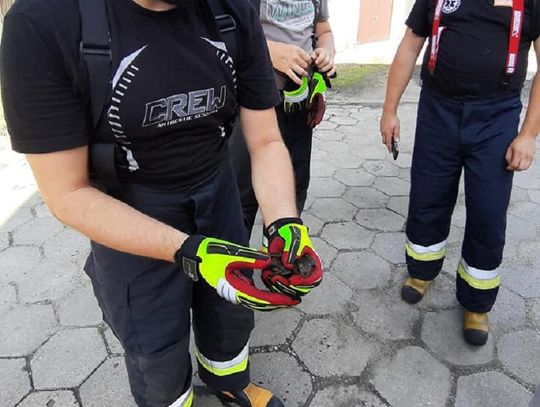 Uwolnili ptaka, gasili pożar, walczyli z szerszeniami