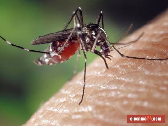 W nocy ruszy odkomarzanie w Oleśnicy. Sprawdź, które miejsca zostaną objęte opryskami