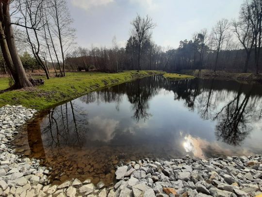 Wiosna w oleśnickich lasach