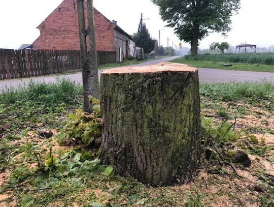 Wycięto "świętą lipkę" - mieszkańcy protestują!