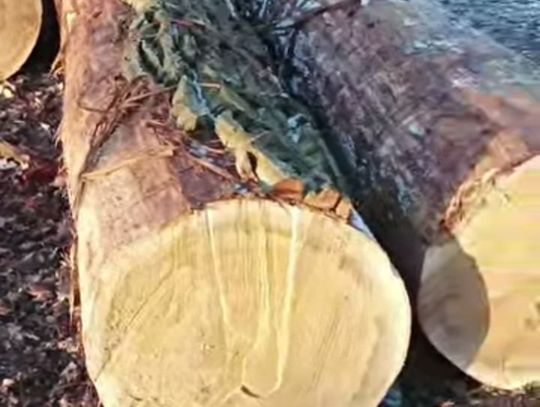 Wycinane są największe drzewa przy Kruczej w Oleśnicy. Mieszkaniec alarmuje o utracie zimowego siedliska jemiołuszek