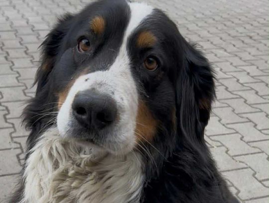 Zaginął berneński pies pasterski w okolicach Oleśnicy