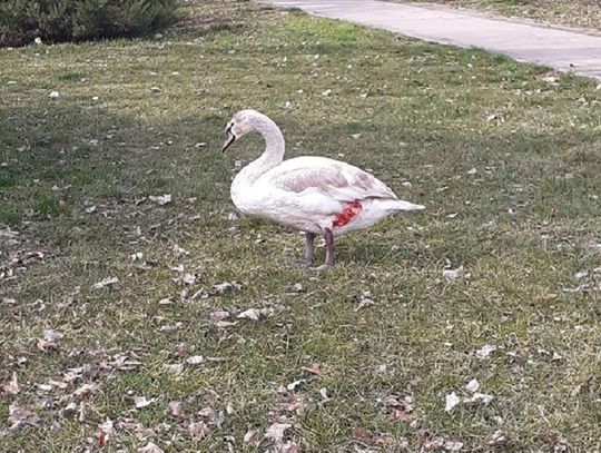Zakrwawiony łabędź na stawie przy Kruczej w Oleśnicy!