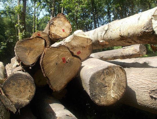 Zmiana organizacji ruchu na wycinkę drzew pod wschodnią obwodnicę Oleśnicy