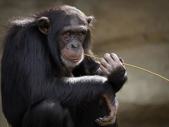 Zoo na lotnisku w Oleśnicy na prima aprilis