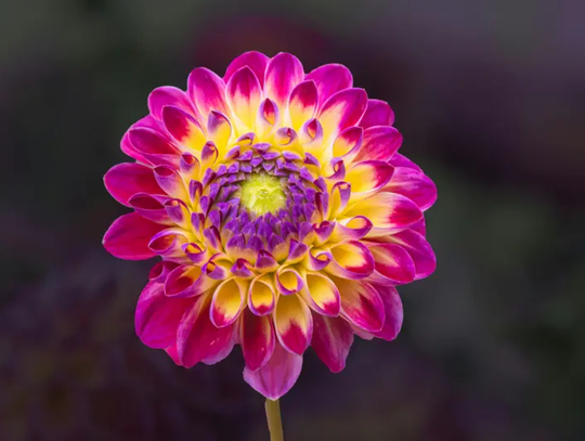 Zrelaksuj się wśród zieleni – odwiedź Ogród Botaniczny!