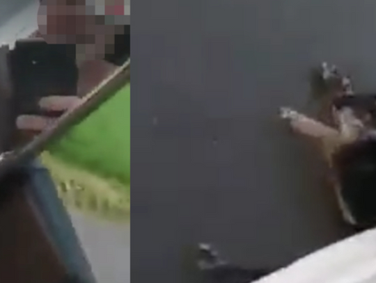 Zwyrodnialec spod Sycowa brutalnie przejechał psa. Oświadczenie wydała Fabryka Mebli Bodzio