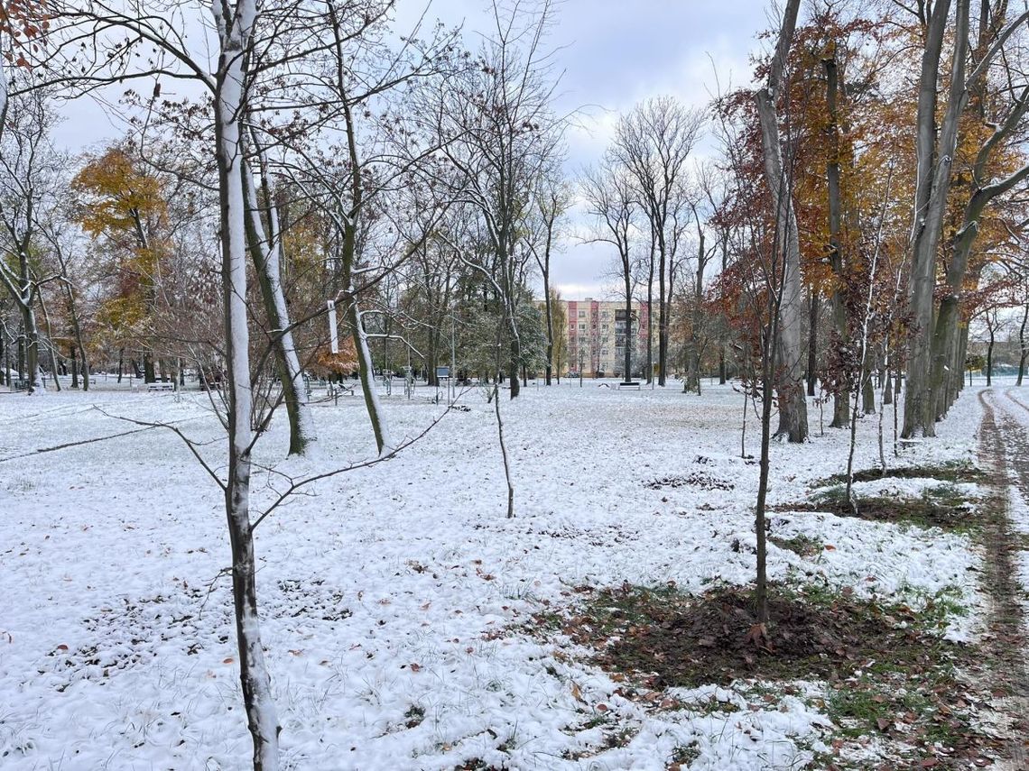 Nowe drzewka zasadzono na Kopernika