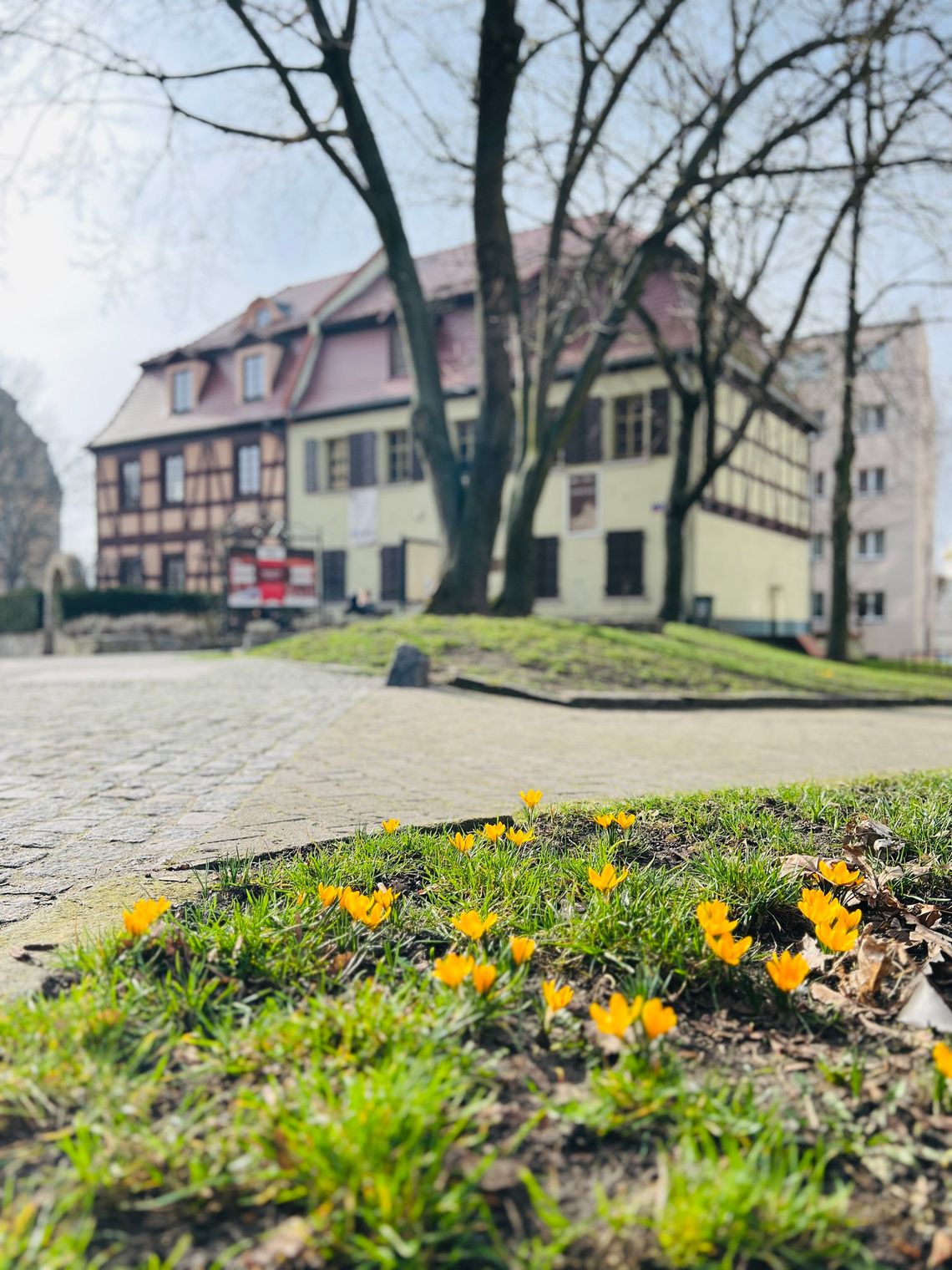 W muzeum rozdadzą nasiona kwiatów