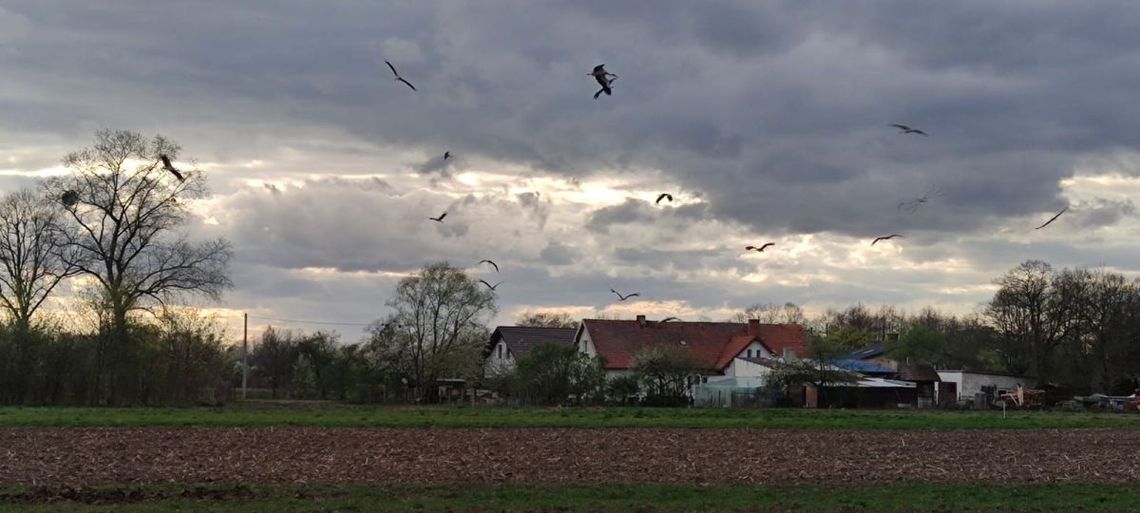 Wiosna! Bociany przyleciały