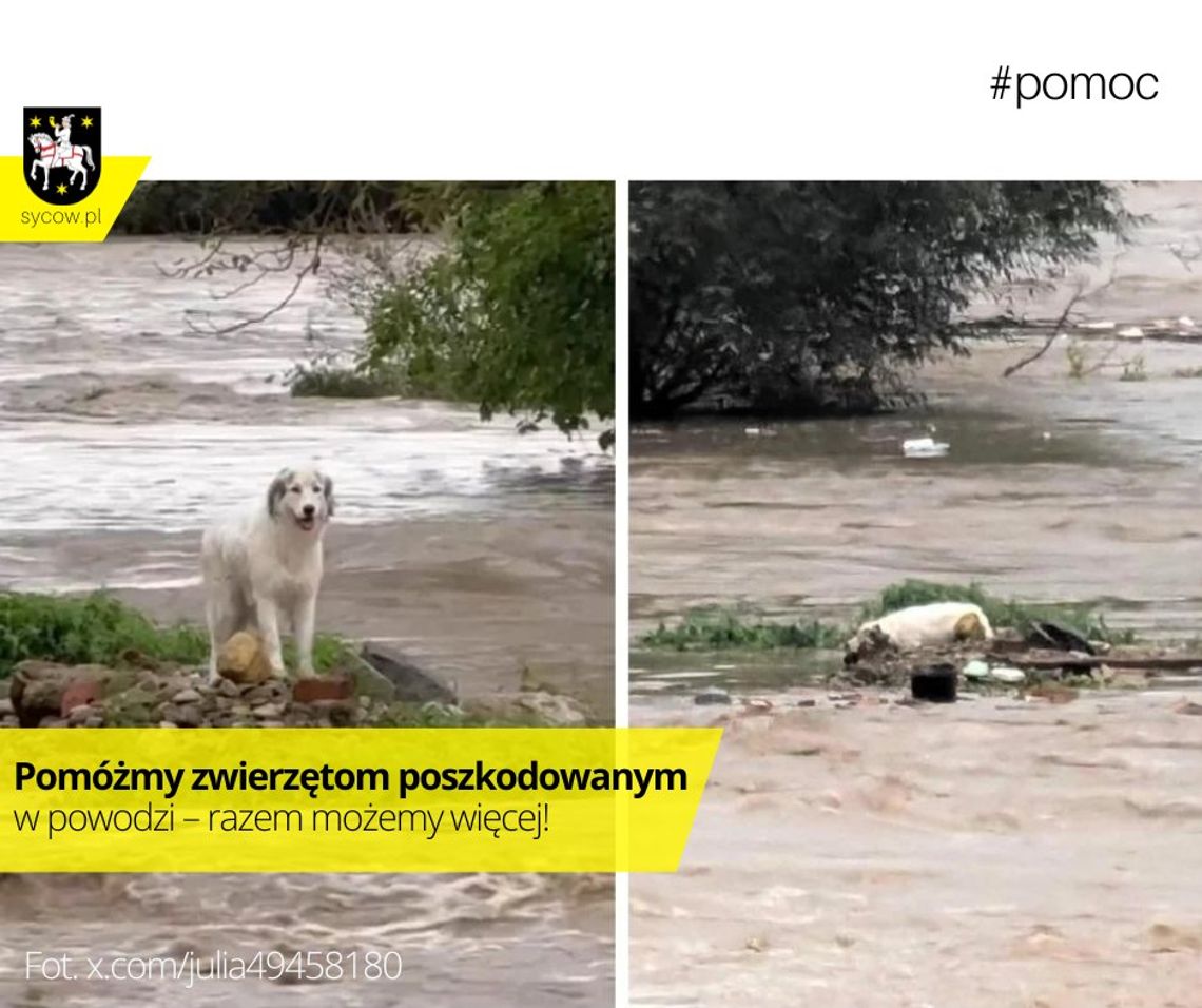 Radna zachęca do wsparcia zwierząt dotkniętych powodzią