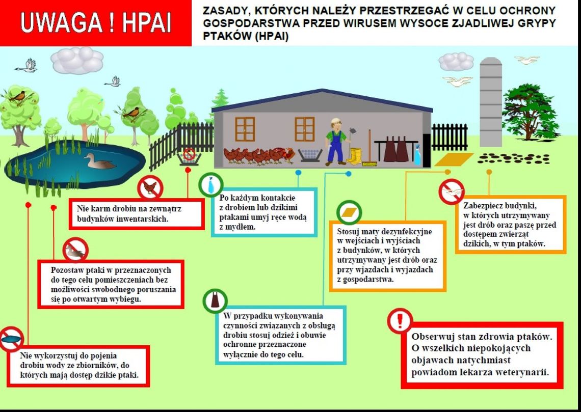 Powiat oleśnicki objęty strefą zakażenia wysoce zjadliwą grypą ptaków