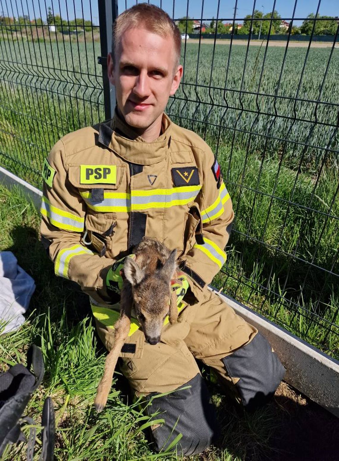 Sarna wpadła do wykopu w Oleśnicy