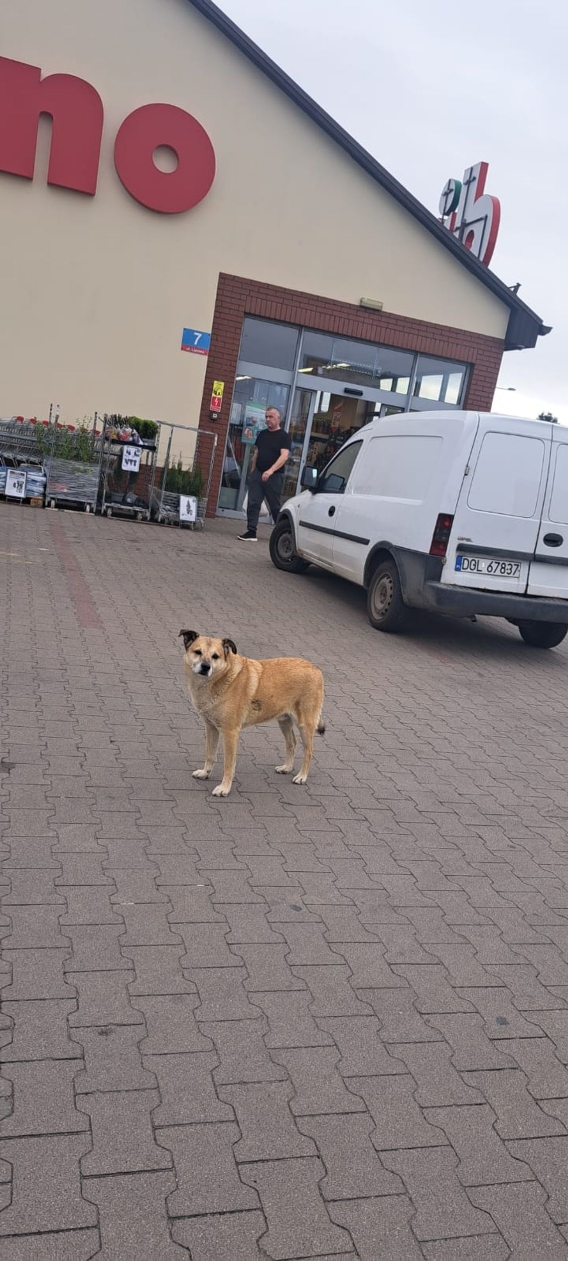 Komu zginął ten piesek?