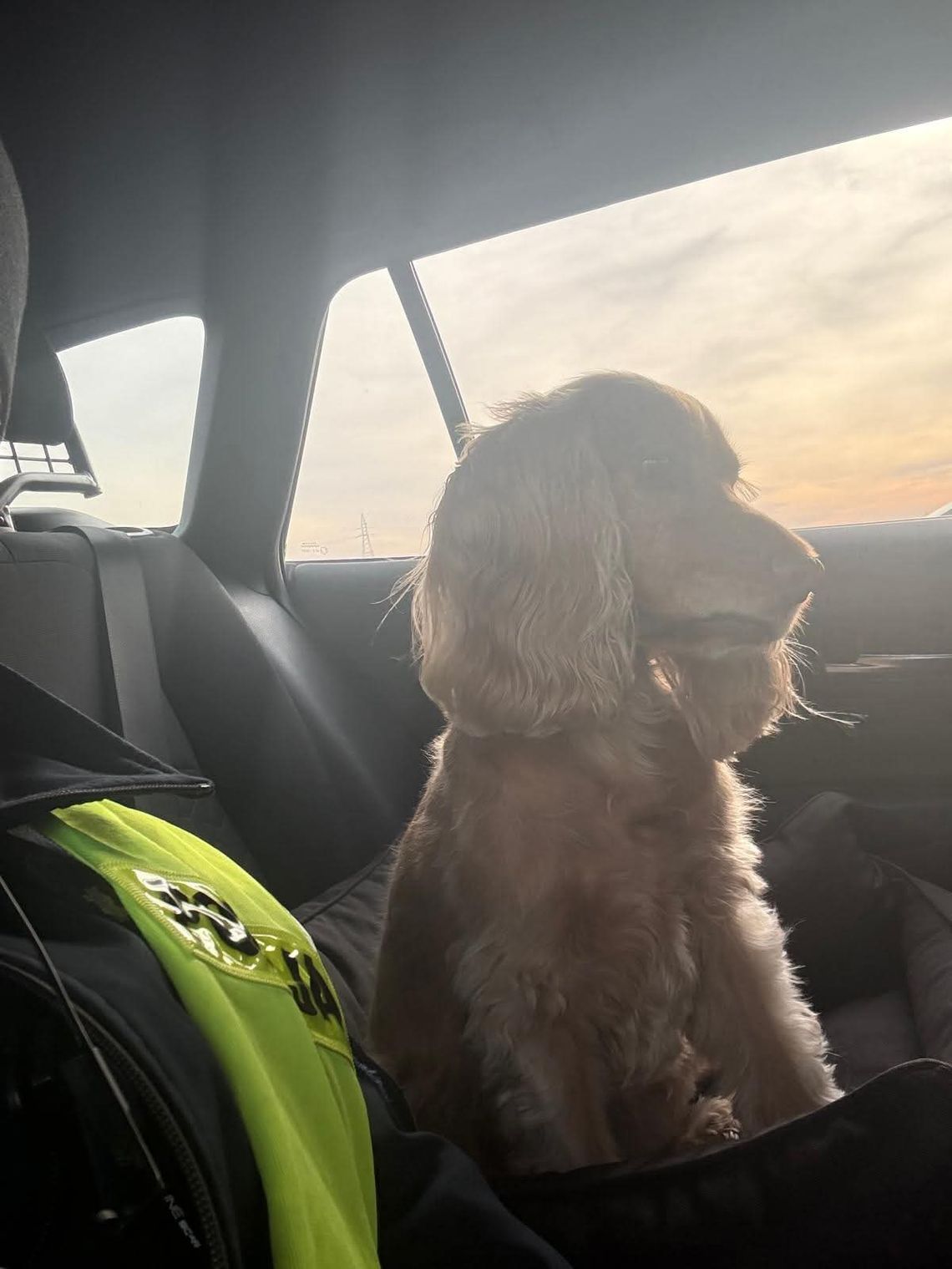 Laweta się przewraca. W stresie są kierowca i jego pies... Laweta się przewraca. W stresie są kierowca i jego pies...