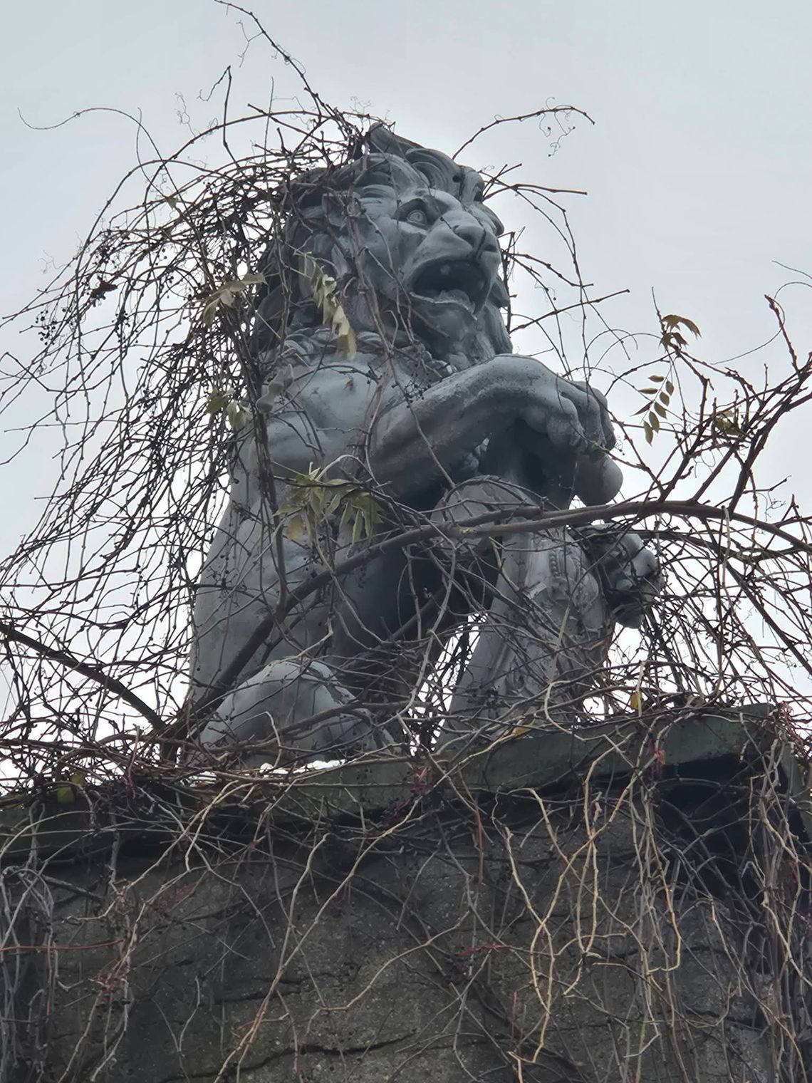 Lew do restauracji, mury do remontu Lew do restauracji, mury do remontu