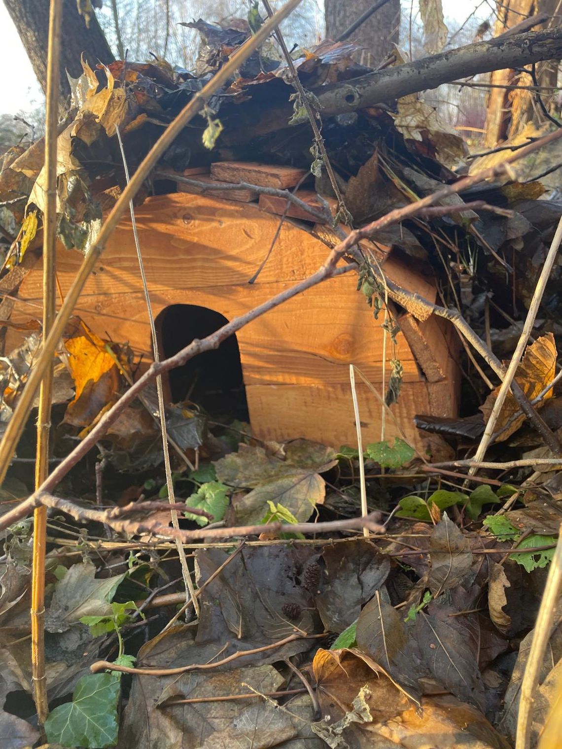 Więźniowie z Oleśnicy budują schrony dla jeży! Kolejna akcja na rzecz bioróżnorodności w mieście