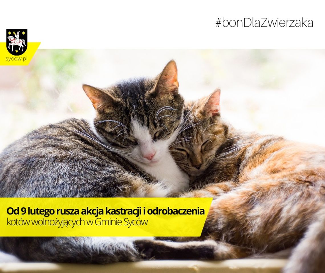 Rusza bezpłatna kastracja i odrobaczenie kotów wolnożyjących
