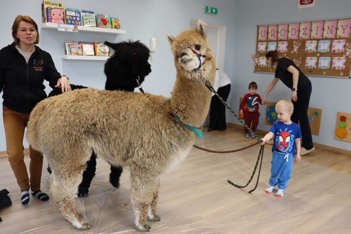 Alpaki w żłobku! Wyjątkowi, puchaci goście oczarowali maluchy z Dobroszyc