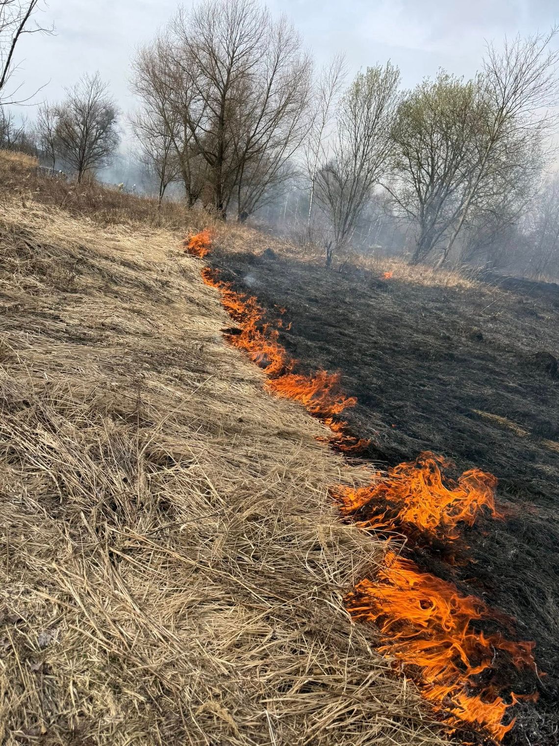Pożar nieużytków. Półtora hektara traw poszło z dymem Pożar nieużytków. Półtora hektara traw poszło z dymem