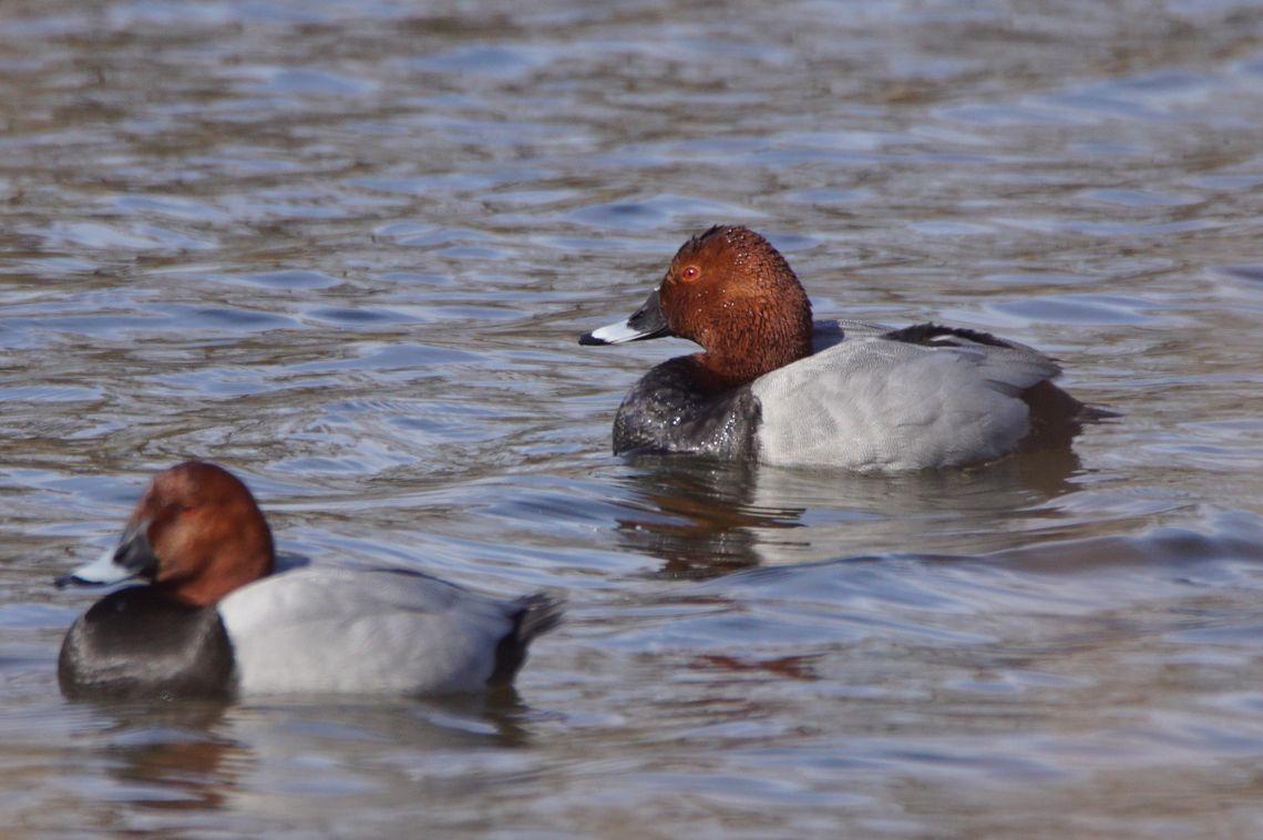 Głowienki w Oleśnicy – nurkujące piękności z czerwonymi oczami podbijają staw w parku Głowienki w Oleśnicy – nurkujące piękności z czerwonymi oczami podbijają staw w parku