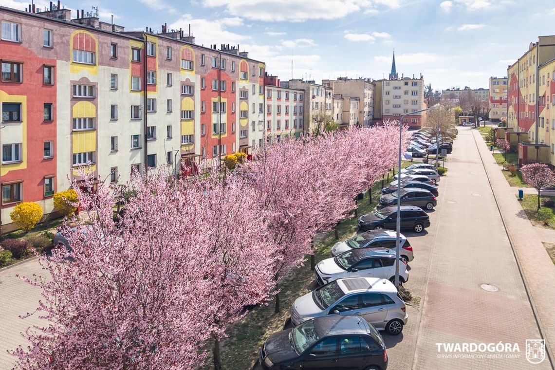 Wiosna w Twardogórze – zachwycająca aleja wiśni przy ulicy Ogrodowej