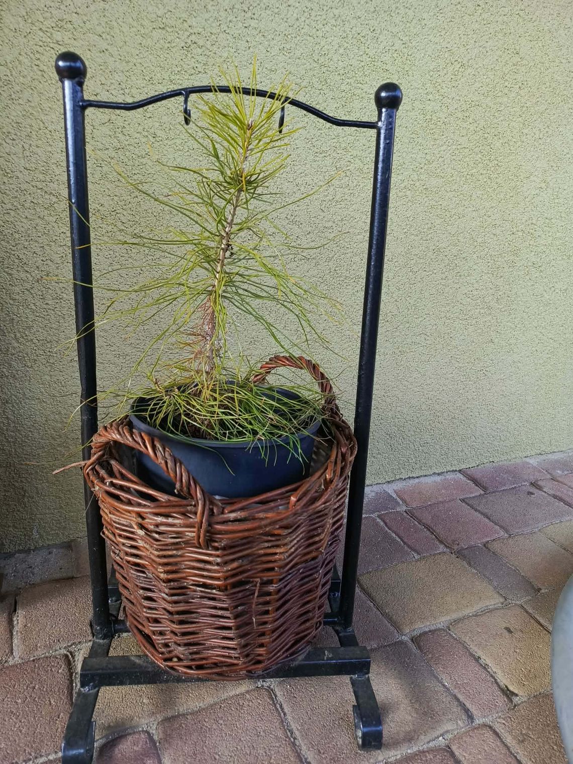 Gmina Dobroszyce rozdaje sadzonki drzewek – odbierz swoją 24 kwietnia