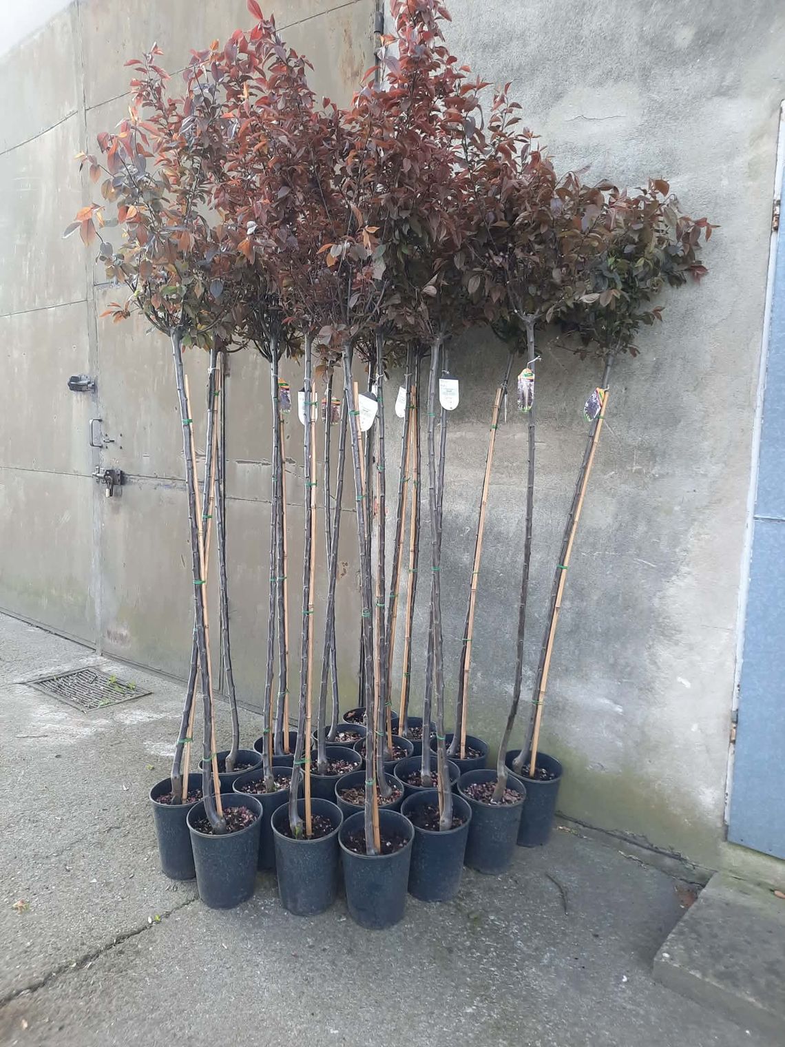 Bierutów staje się zielony! Miasto intensywnie przygotowuje wiosenne nasadzenia