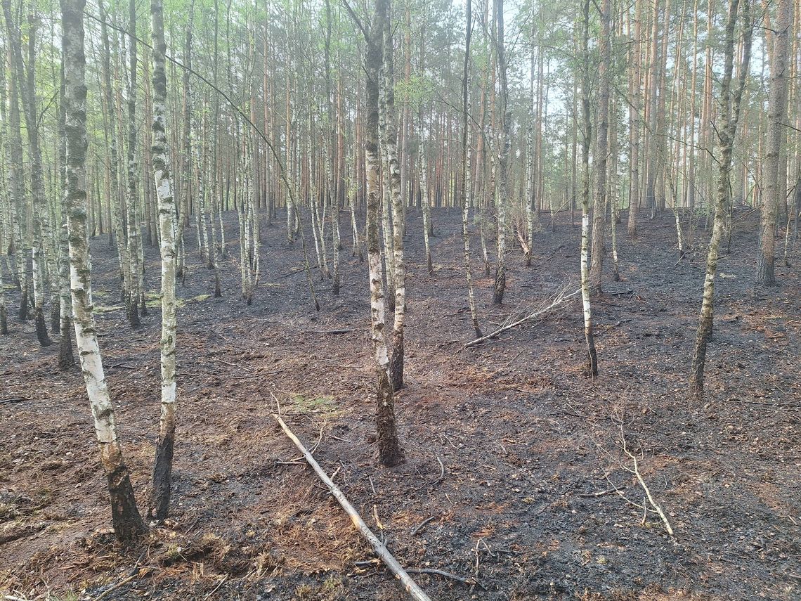 Pożar w lasach pod Oleśnicą. „37 lat rosło, kilka minut mogło wszystko zniszczyć”
