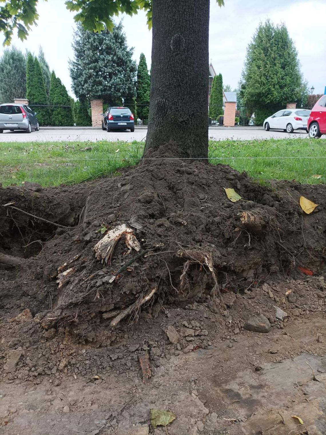 Aleja klonów w Oleśnicy padnie?