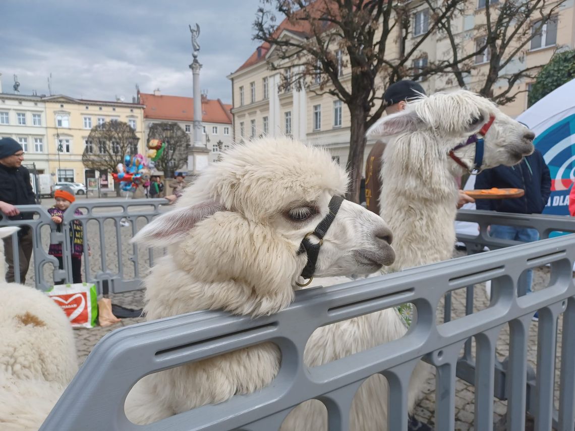 Alpaki w oleśnickim Rynku