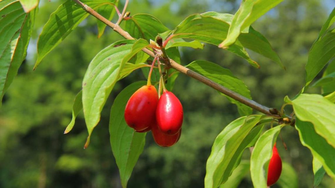 Arboretum Leśne zaprasza na dereniobranie