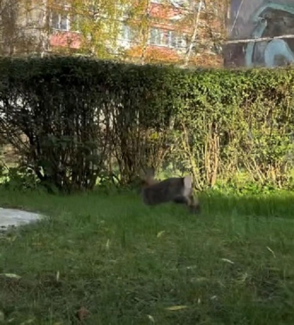 Bodo Kox o królikach po oleśnicku (ROLKA) Bodo Kox o królikach po oleśnicku (ROLKA)