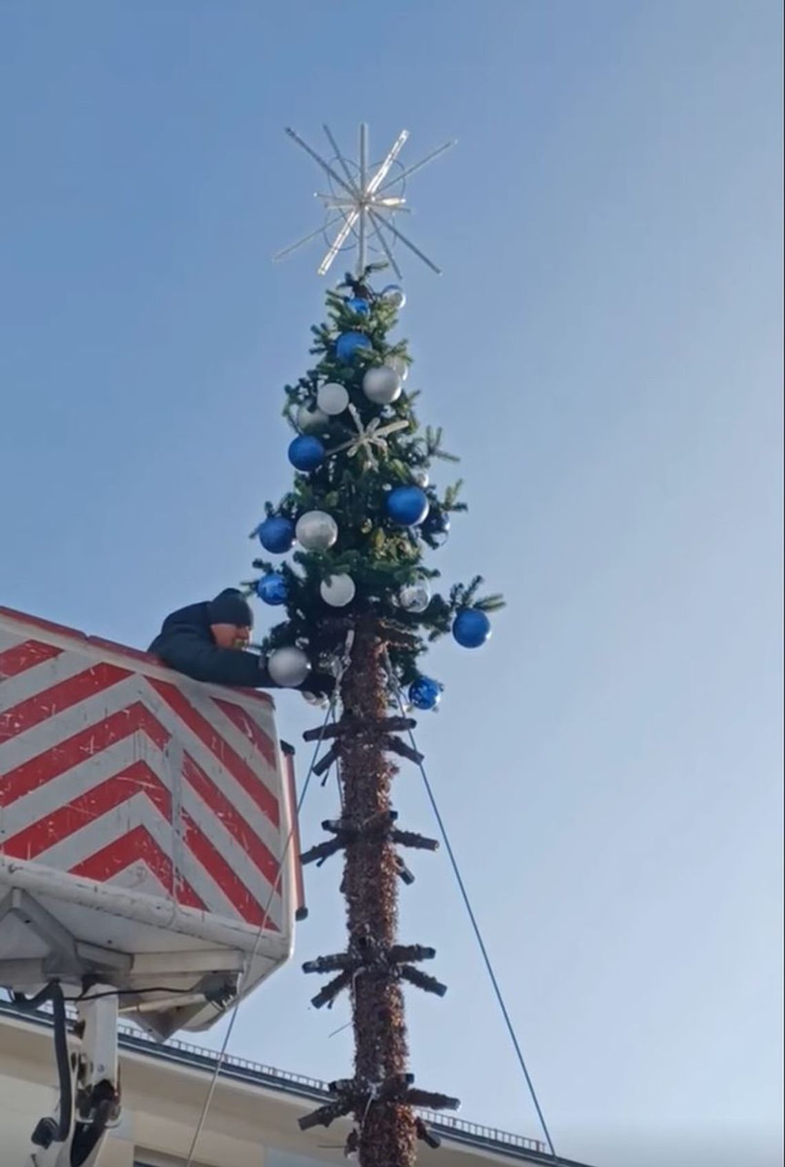 Choinka staje na oleśnickim Rynku (WIDEO)