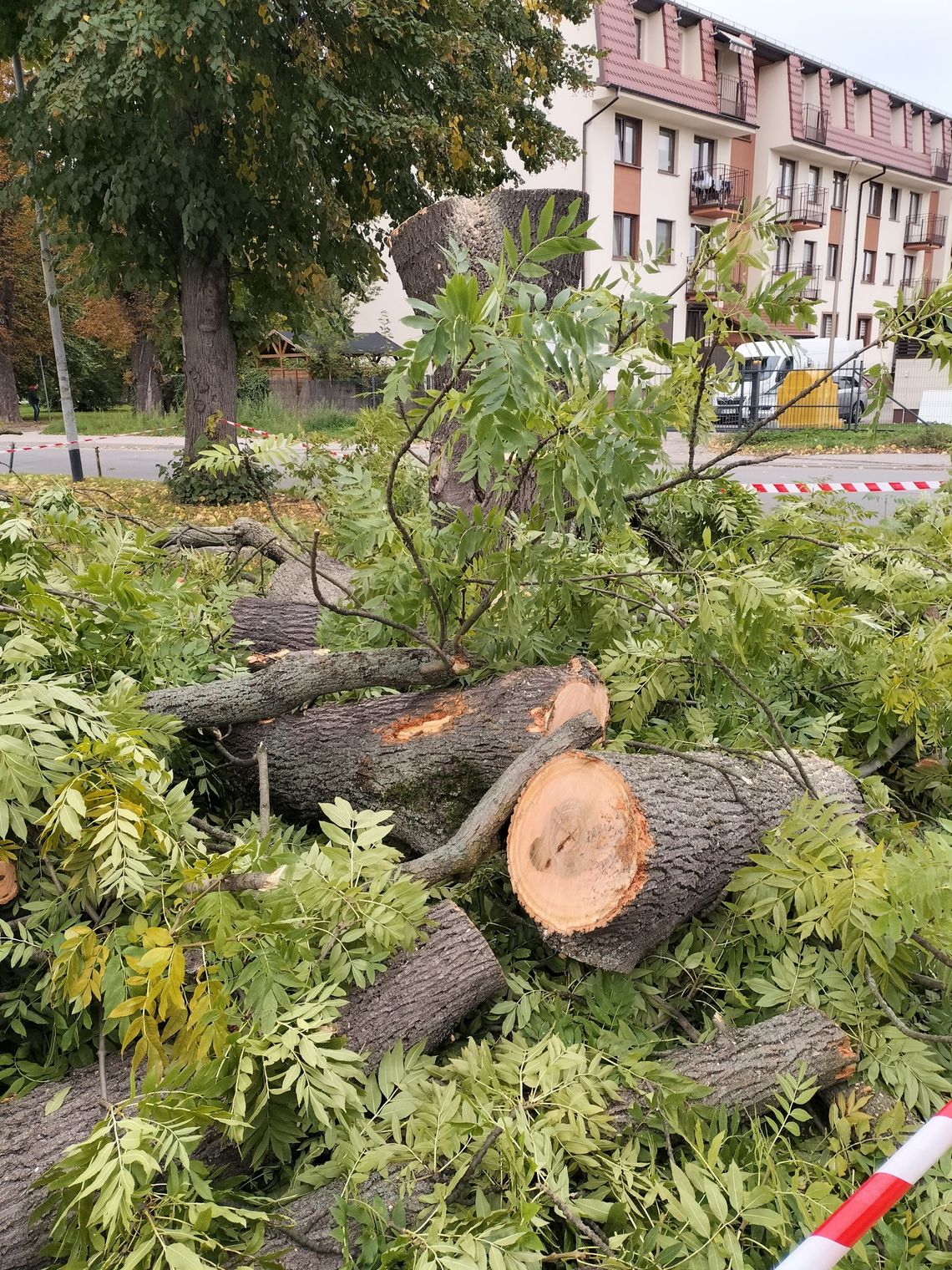 Cięcia pielęgnacyjne czy wycinka w Parku Kopernika w Oleśnicy? 