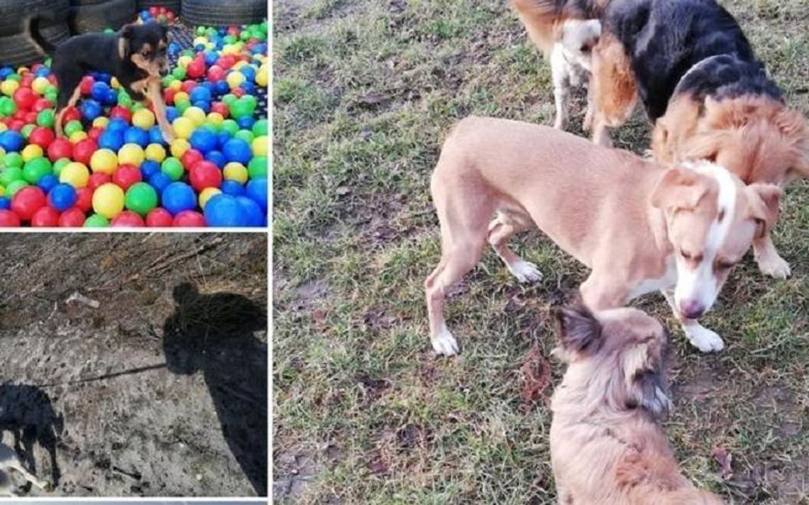 Czy Przytul Pyska zbierze potrzebną kwotę?