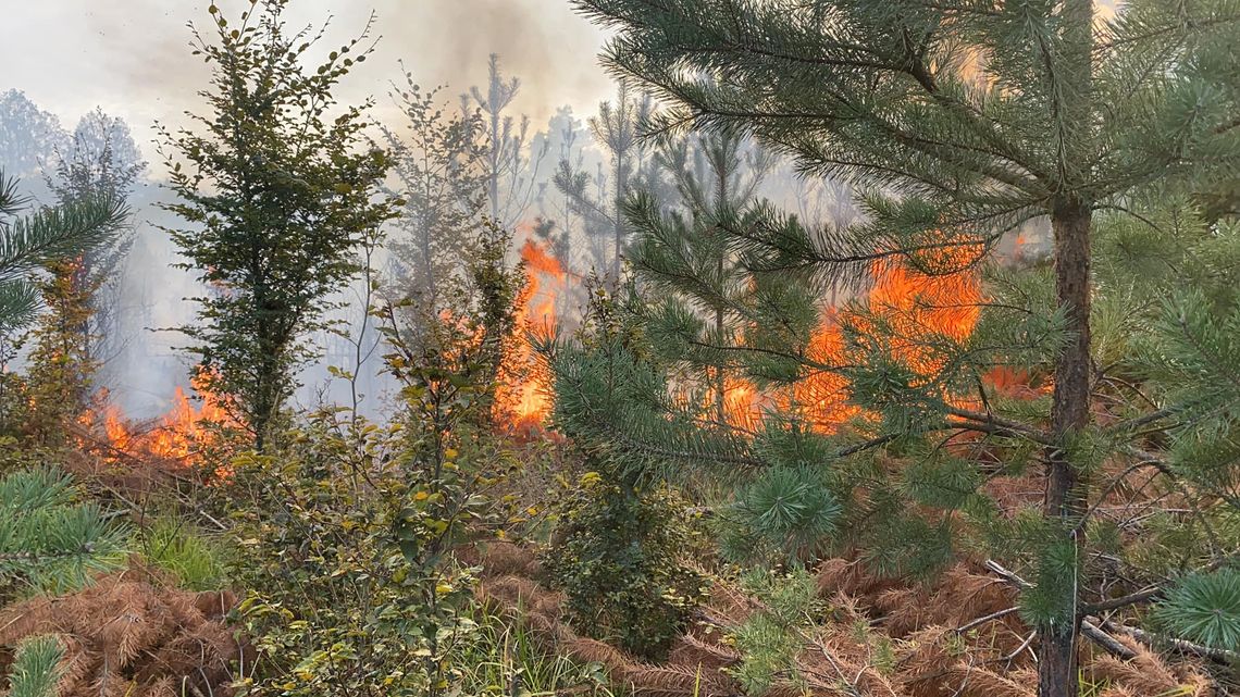 Czy to kolejne podpalenie lasu w powiecie oleśnickim?